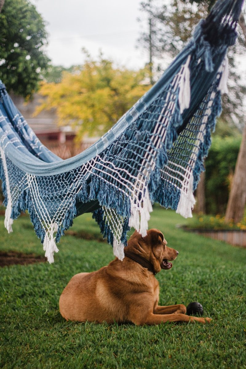 a dog lying in the grass